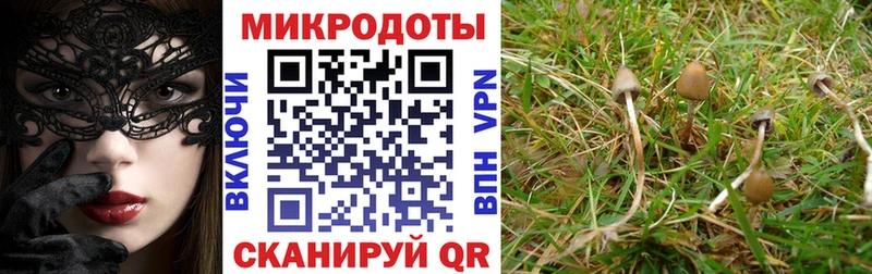 Псилоцибиновые грибы Psilocybe  Дивногорск 