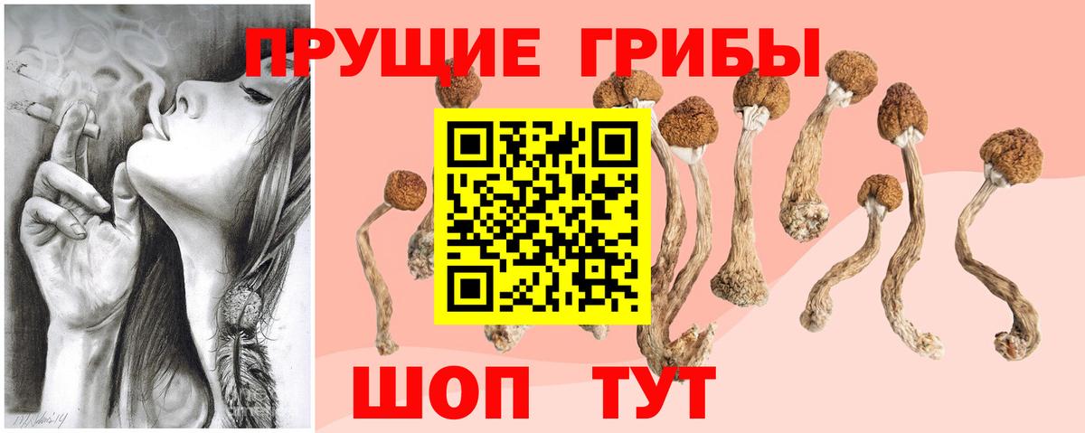 Псилоцибиновые грибы Cubensis Дивногорск